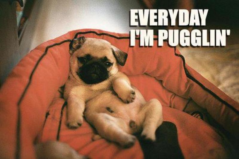 puggling every day!