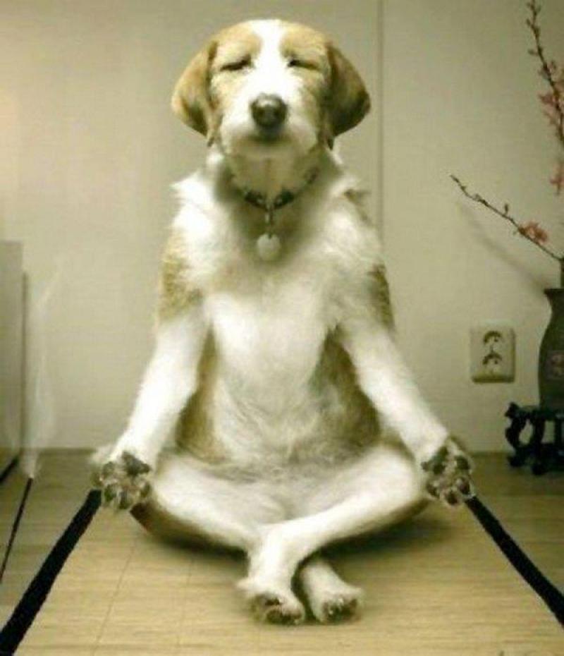 I wanna be your Guru Dog!