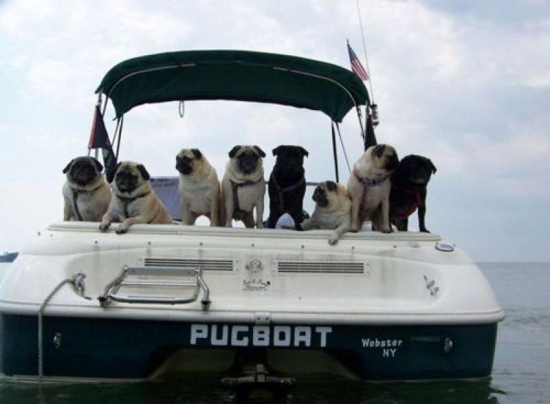 the pug boat!